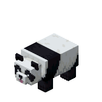 panda